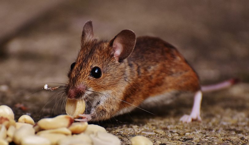 Pequeno rato comento grãos no chão.