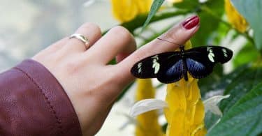 Uma borboleta pousando na mãos de uma mulher
