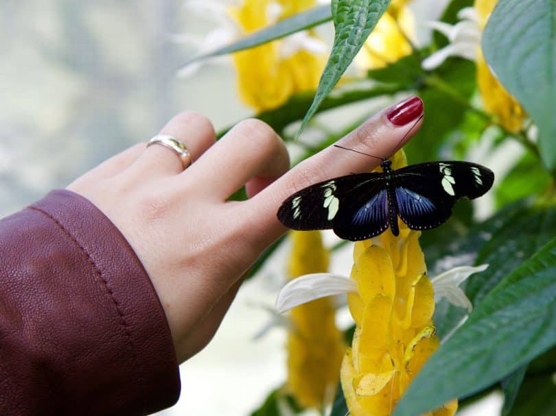 Uma borboleta pousando na mãos de uma mulher