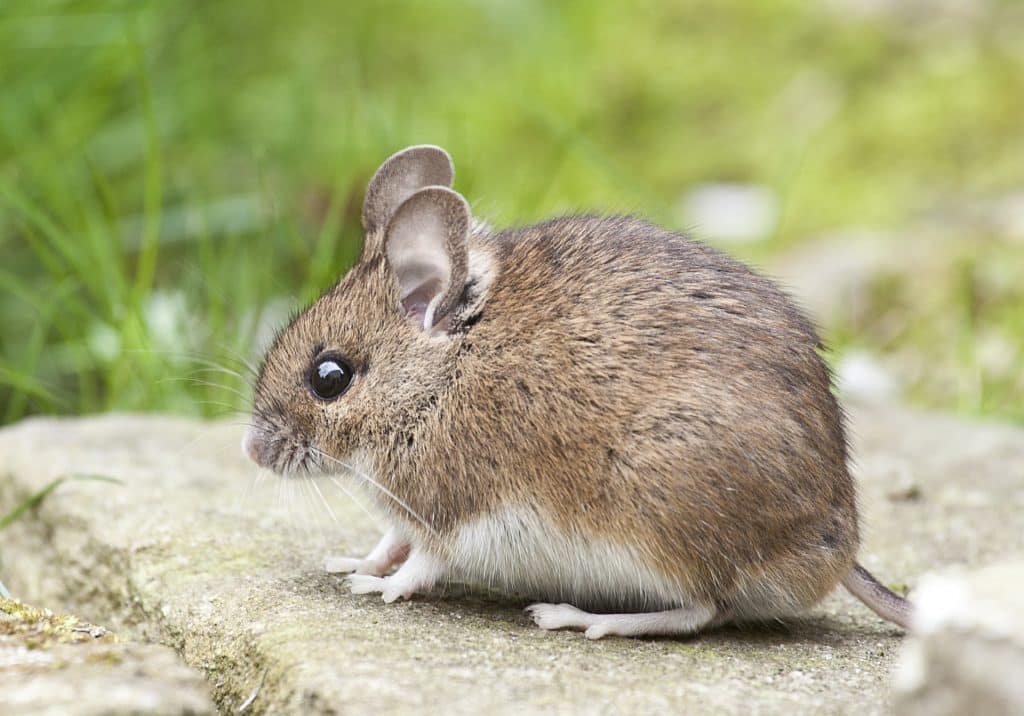 Foto de um pequeno ratinho sentado em uma pedra.