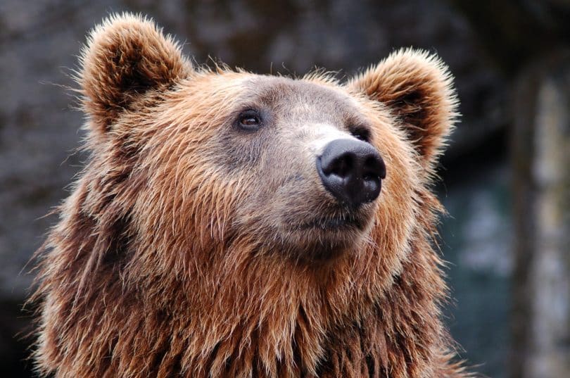 Foto do rosto de um urso