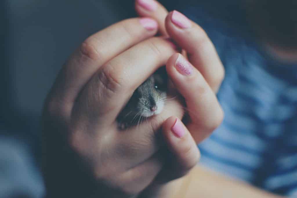 Pequeno rato sendo segurado por mãos femininas.