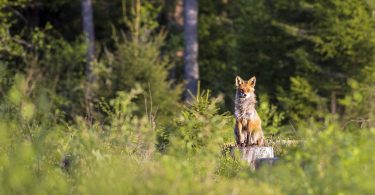 Lobo dentro de uma floresta