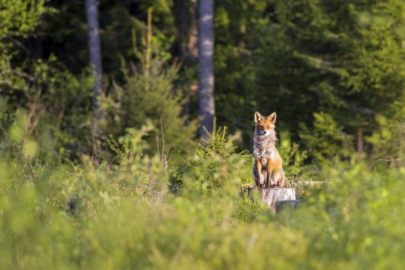 Lobo dentro de uma floresta