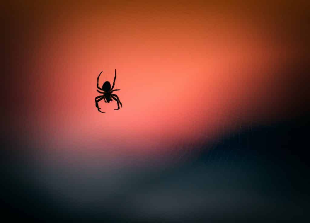 Pequena aranha pendurada em frente à luz do por do Sol