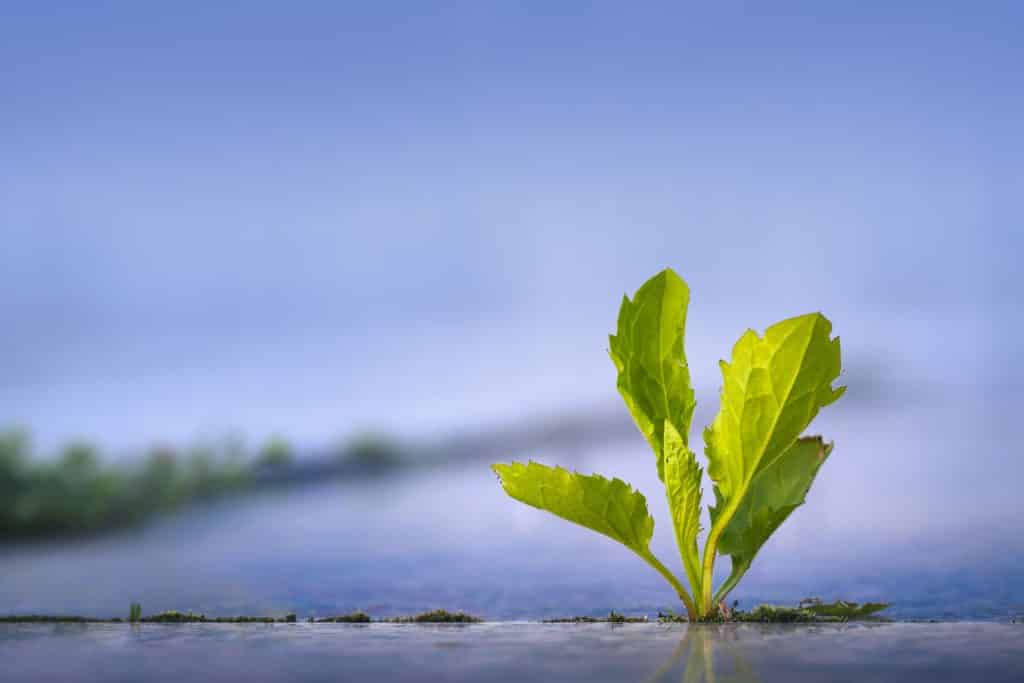 Erva daninha verde crescendo através da rachadura do pavimento na calçada. Adaptação da natureza em meio urbano. Triunfo da vida.