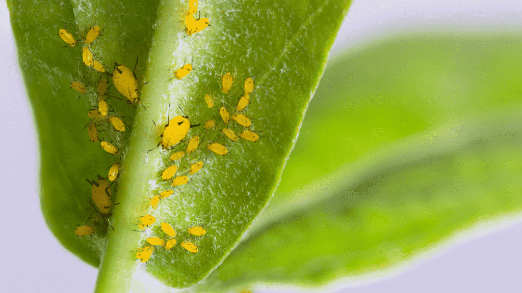 Folha de planta com pragas amarelas