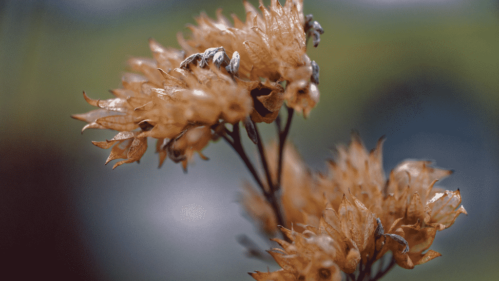 Imagem de planta seca, quase sem vida