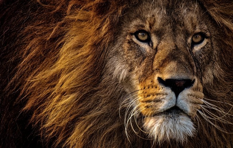 Foto aproximada da cabeça de um leão