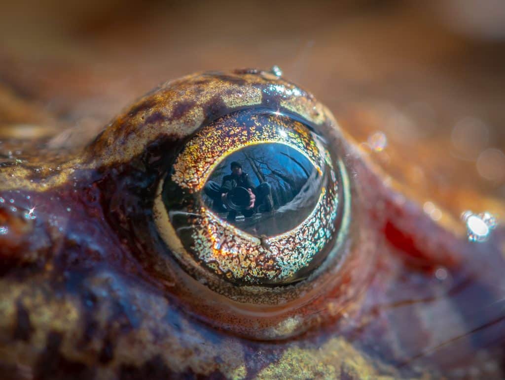 Foto aproximada do olho de um sapo