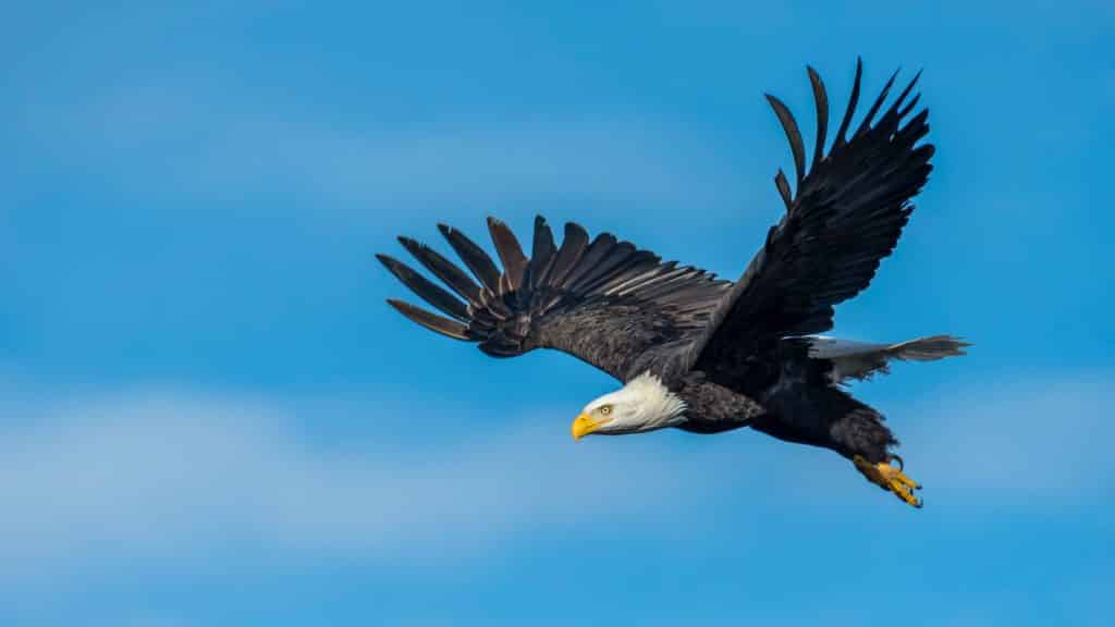 Uma águia voando no céu