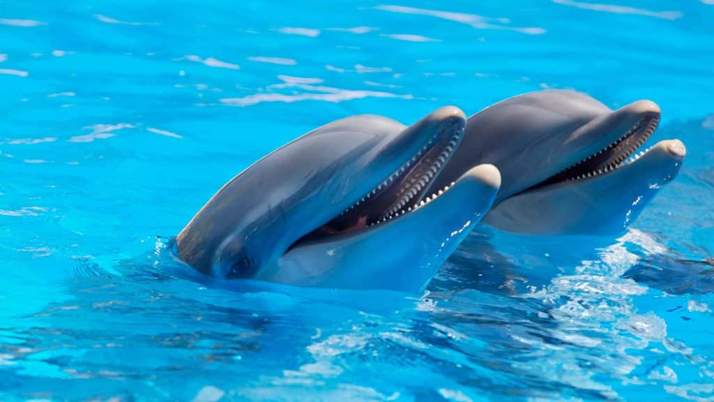 Dois golfinhos com a cabeça para fora da água de uma piscina