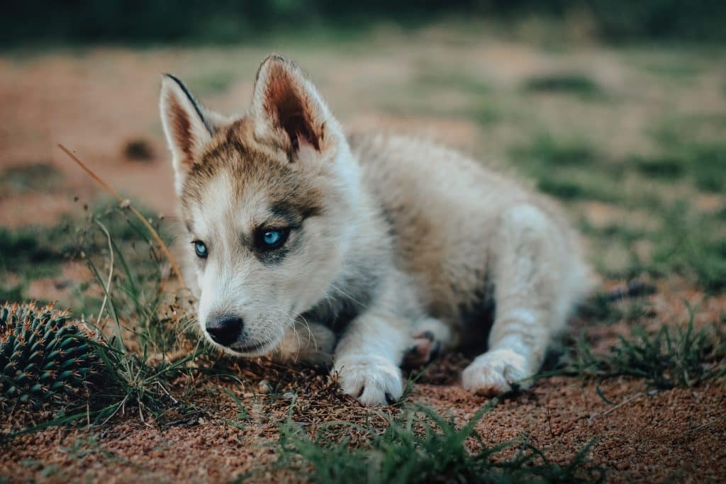 Filhote de lobo branco com olhos azuis