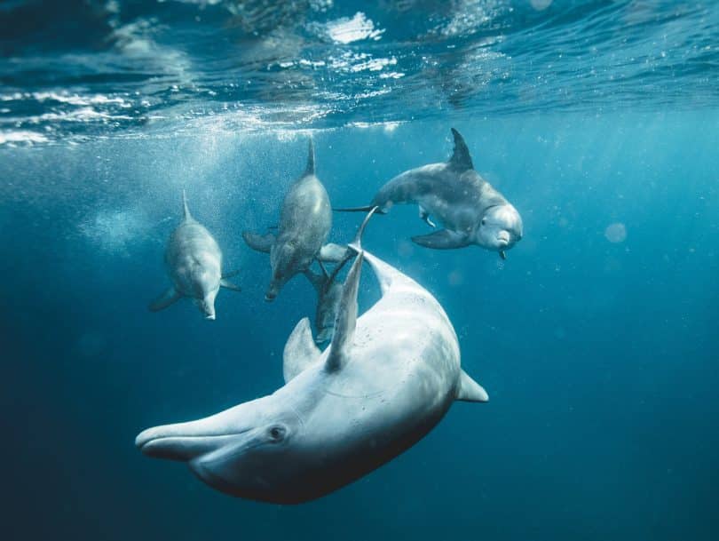 Grupo de golfinhos no mar