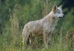 Lobo cinza no campo