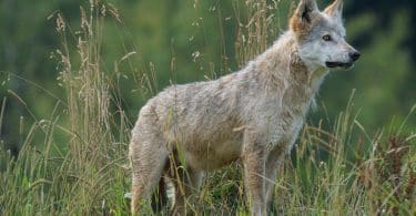 Lobo cinza no campo