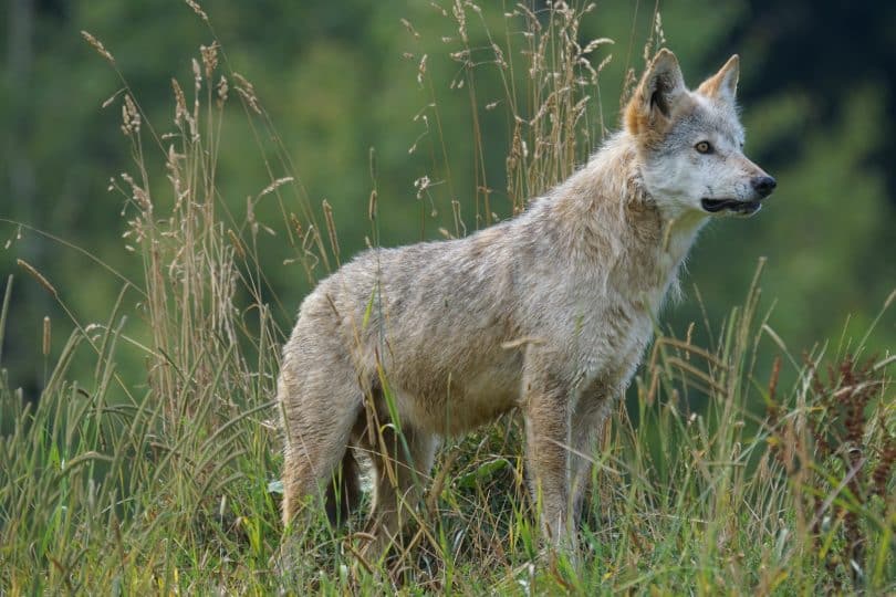 Lobo cinza no campo