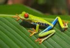 Sapo verde, azul e amarelo em cima de uma folha