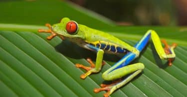 Sapo verde, azul e amarelo em cima de uma folha