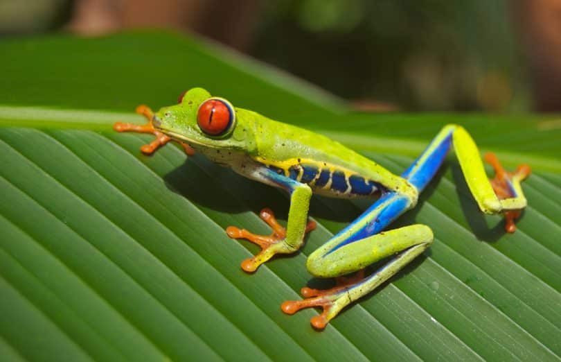 Sapo verde, azul e amarelo em cima de uma folha