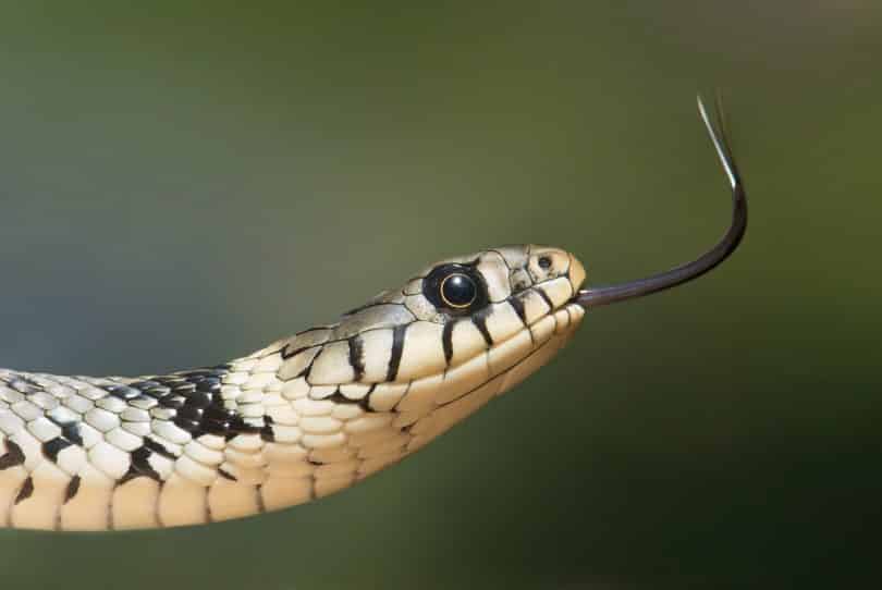 Cobra preta e branca