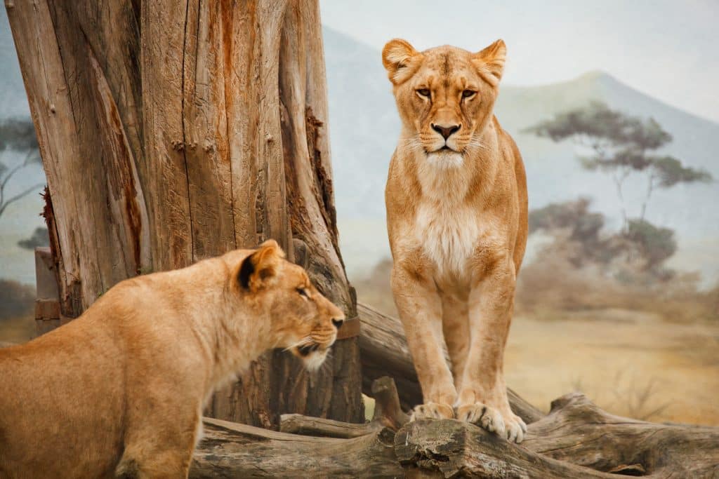 Duas leoas em frente a uma árvore