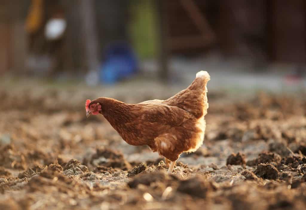 Galinha ciscando na terra.