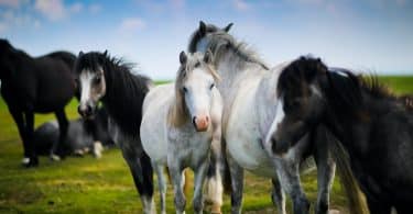 Cavalos brancos e pretos.