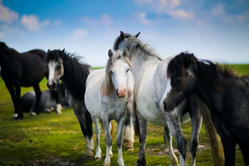 Cavalos brancos e pretos.