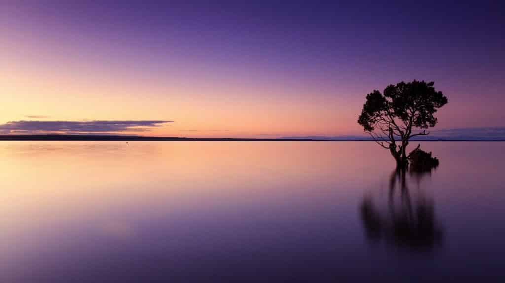 Vista do pôr do sol com uma árvore em meia à água