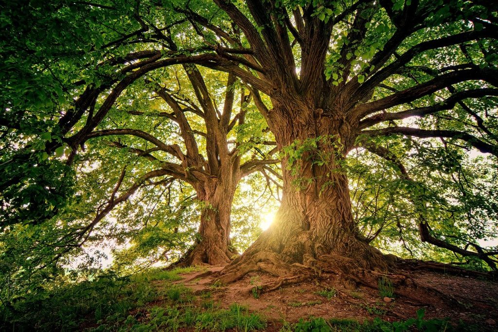 Duas árvores grandes em uma floresta com o Sol iluminando-as