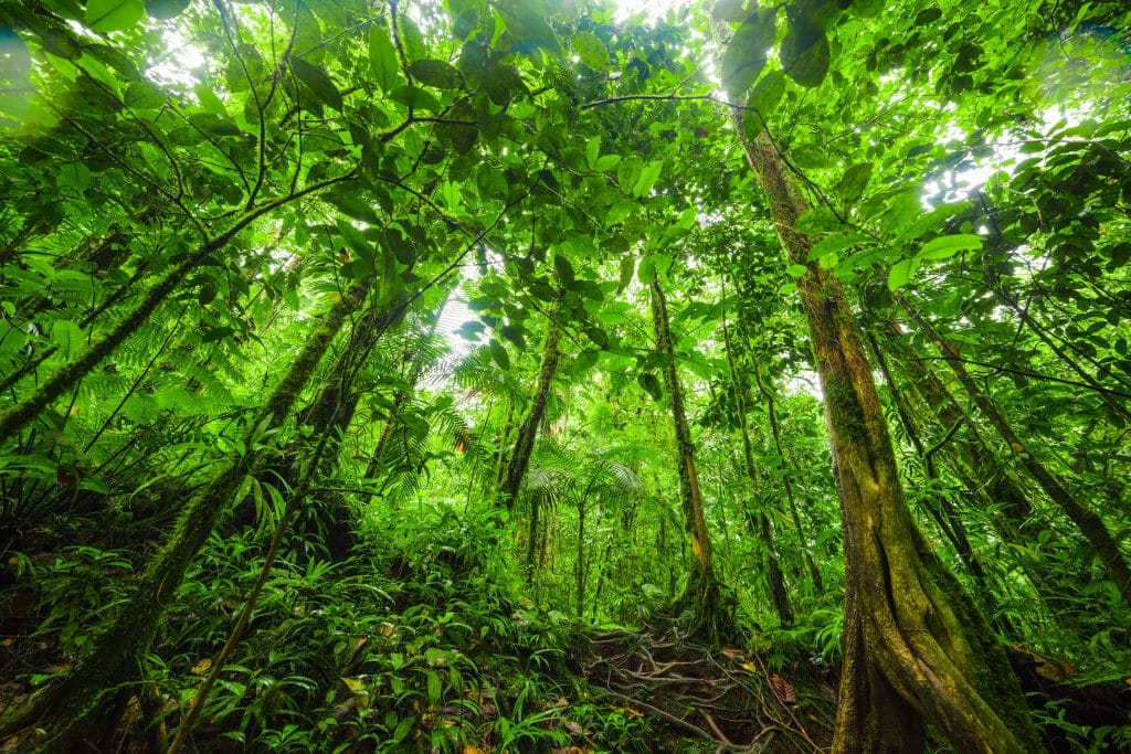 Árvores altas na selva