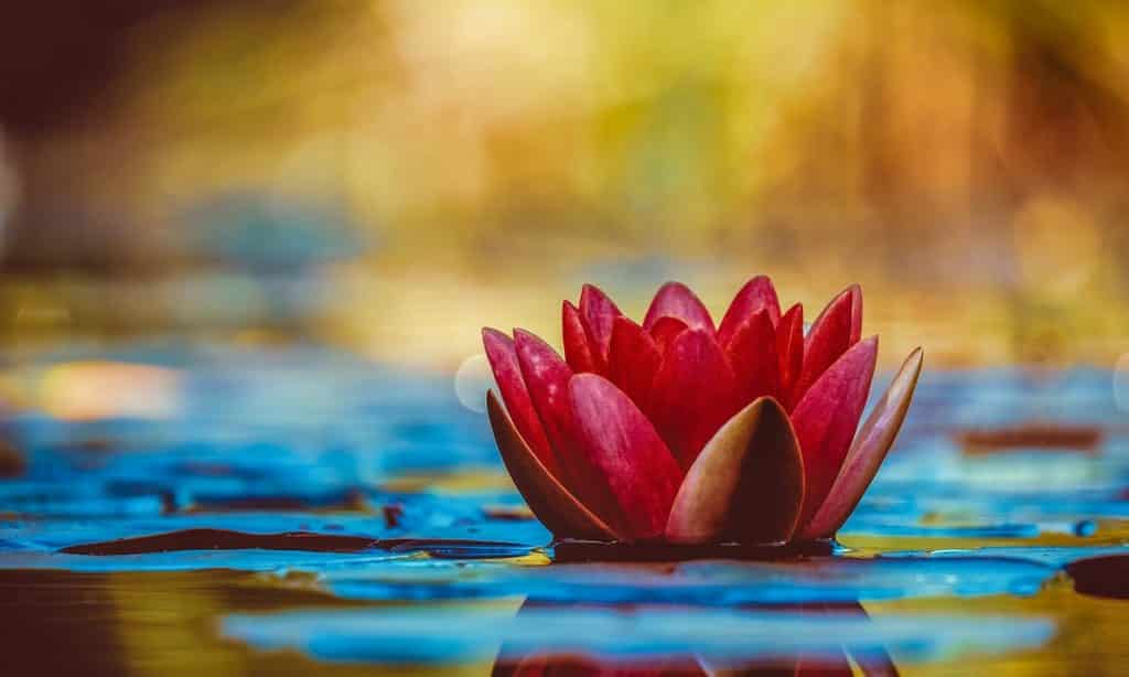 Flor de lótus vermelha em água.