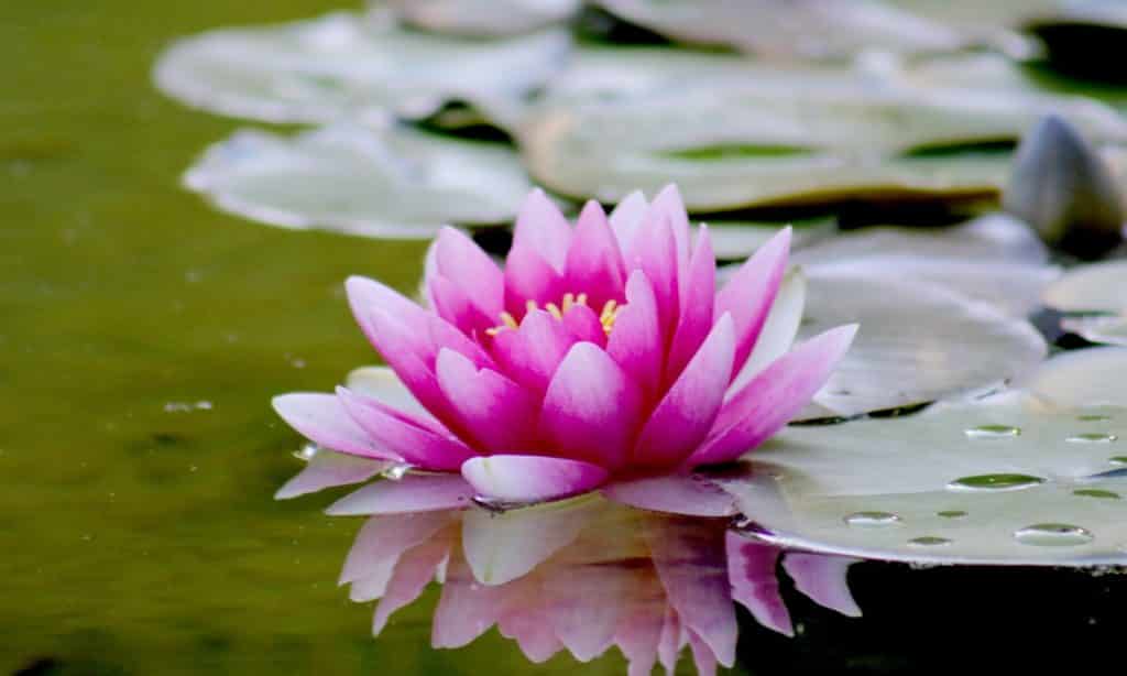 Flor de lótus em água.