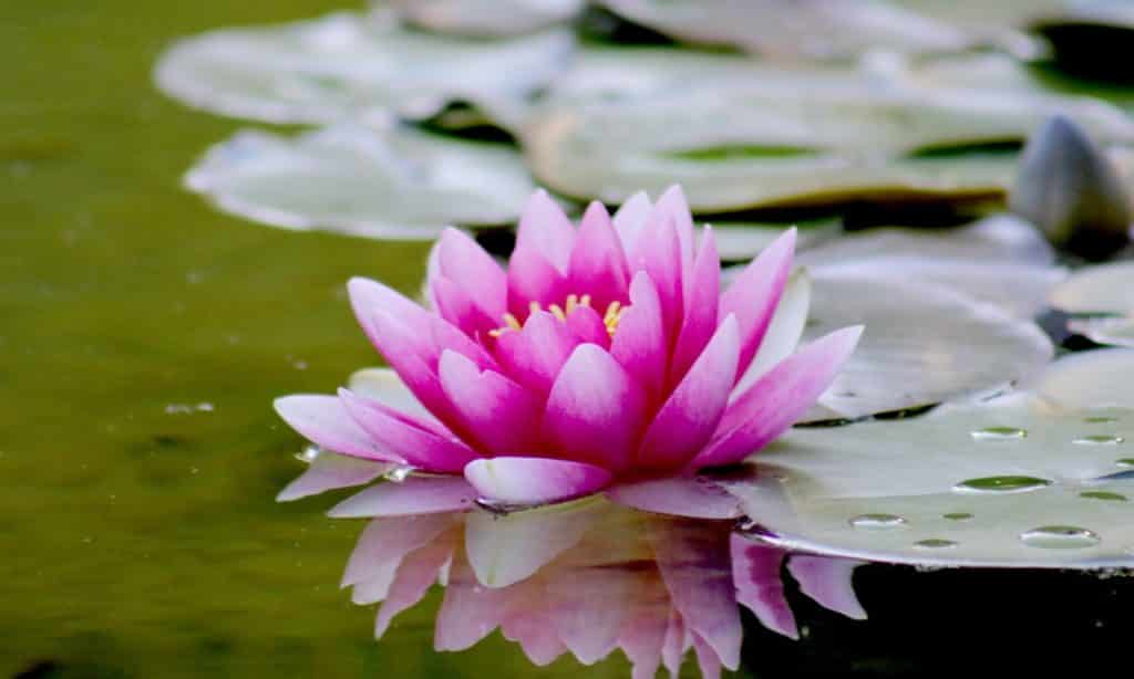 Flor de lótus em água. 