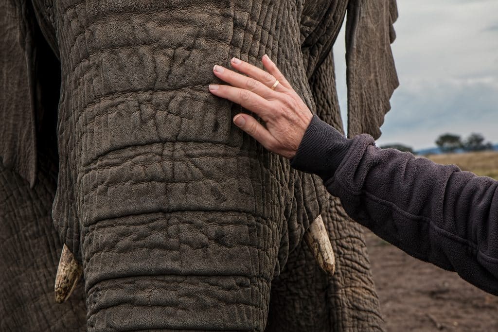 Pessoa encostando em um elefante