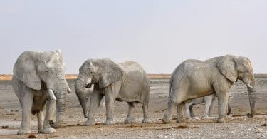 Elefantes enfileirados