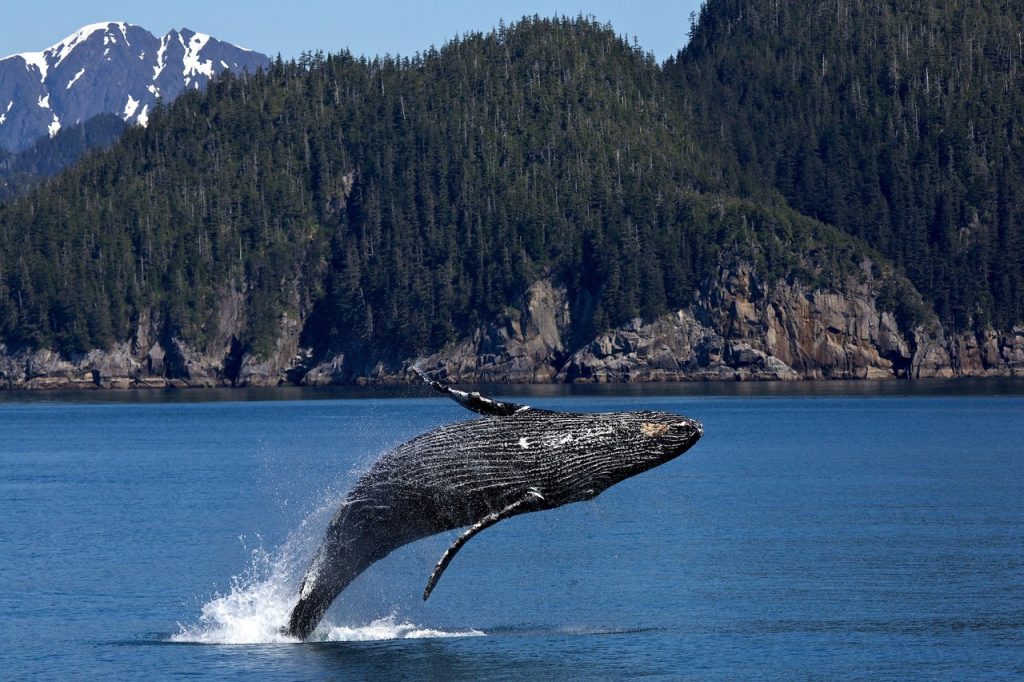 Baleia nadando em um oceano azul.