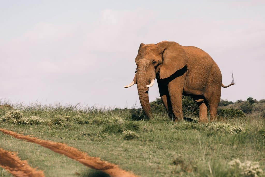 Elefante em um gramado