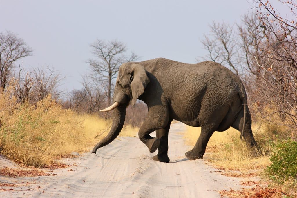 Elefante atravessando uma estrada de terra