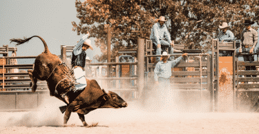 Show de rodeio com peão cavalgando no touro