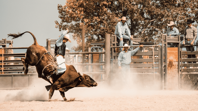 Show de rodeio com peão cavalgando no touro