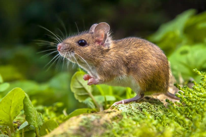 Ratinho com uma folha na mão.