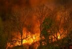 Desastre de incêndio em floresta tropical está queimando causado por humanos