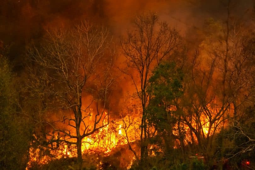 Desastre de incêndio em floresta tropical está queimando causado por humanos