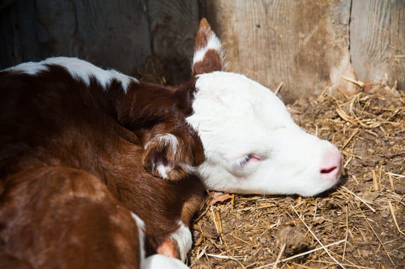 Vaca dormindo.