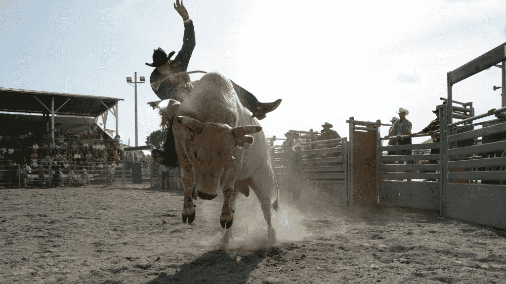 Show de rodeio com peão cavalgando no touro