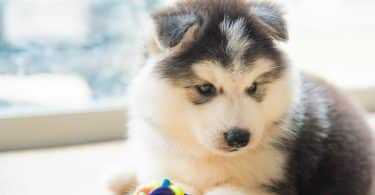 Perto do cachorrinho fofo husky siberiano brincando de brinquedo de cachorro no chão.