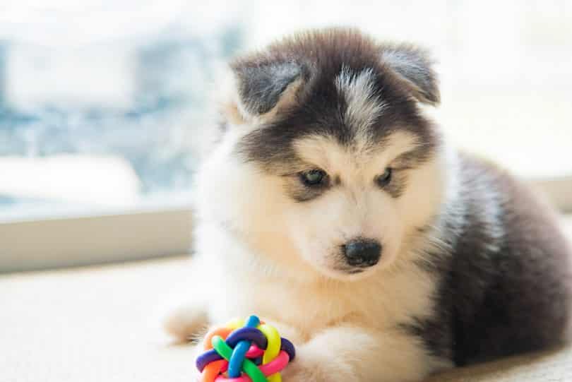 Perto do cachorrinho fofo husky siberiano brincando de brinquedo de cachorro no chão.