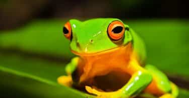 Sapo verde em cima de uma folha.